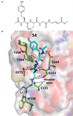 Repurposing Known Drugs as Covalent and Non-covalent Inhibitors of the SARS-CoV-2 Papain-Like Protease